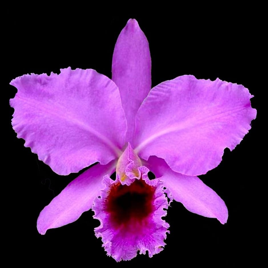 Cattleya percivaliana parfumata