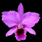 Cattleya percivaliana parfumata