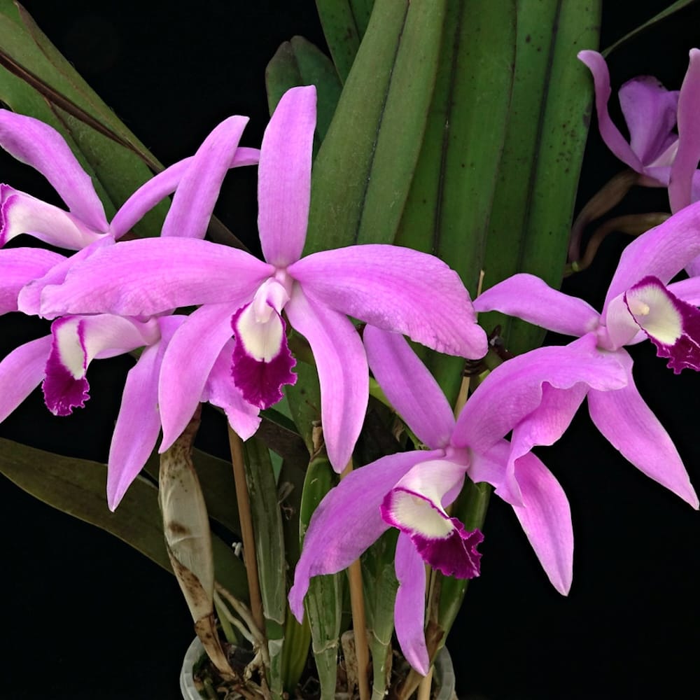 Cattleya perrinii – Secret Garden Plant Shop