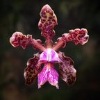 Cattleya schilleriana