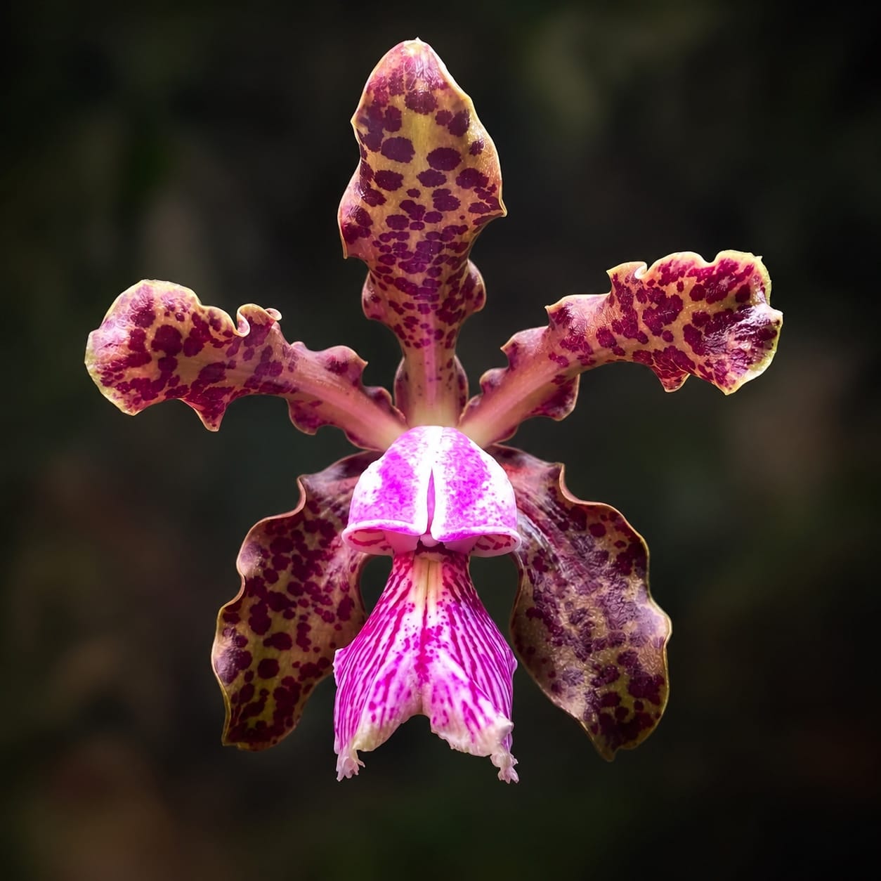 Cattleya schilleriana