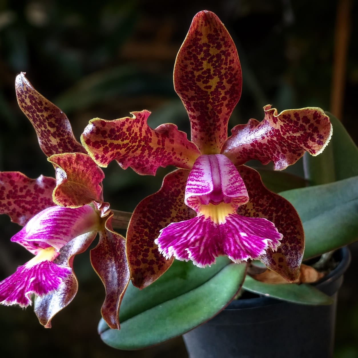 Cattleya schilleriana