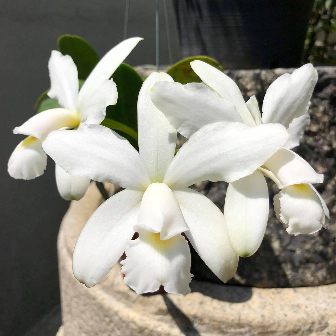 Cattleya violacea var. alba