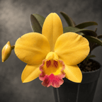 Cattleya Itsy Bitsy 'Yellow Pearl'