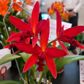 Cattleya Kagaribi Dawn 'Red Star'