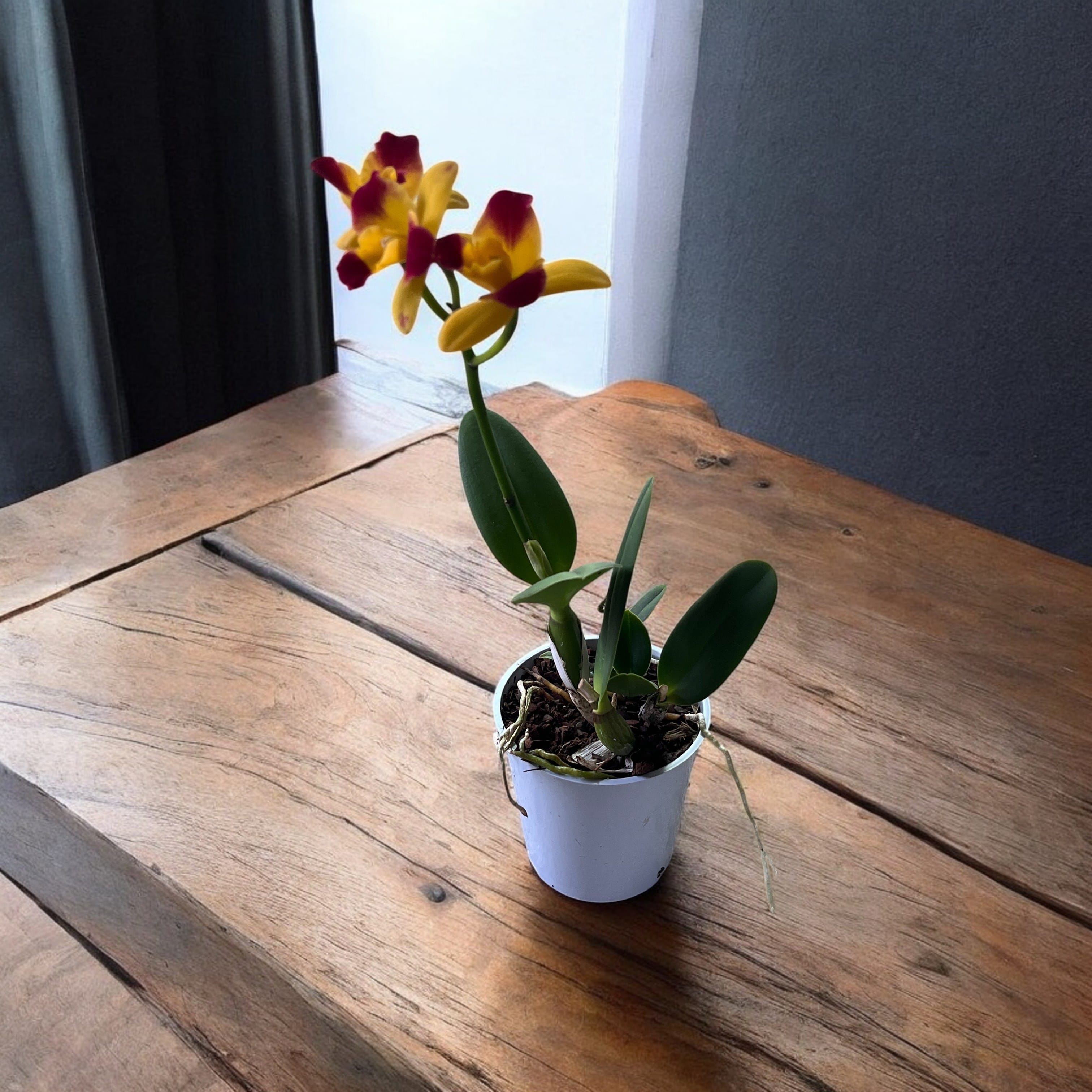 Cattleya Burana Beauté