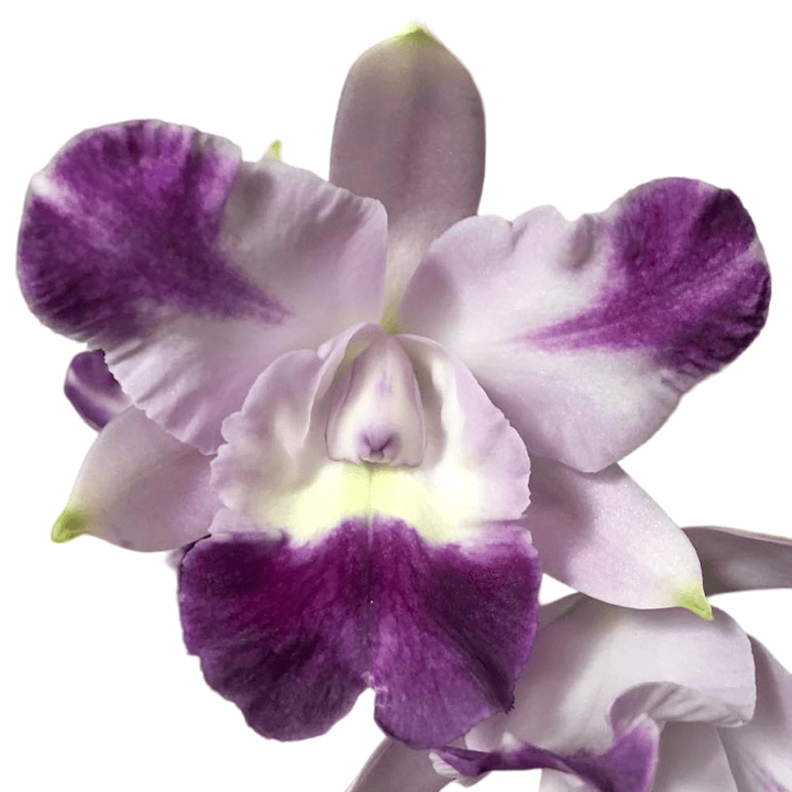 Cattleya Cariad's Mini-Quinee 'Angel Kiss'