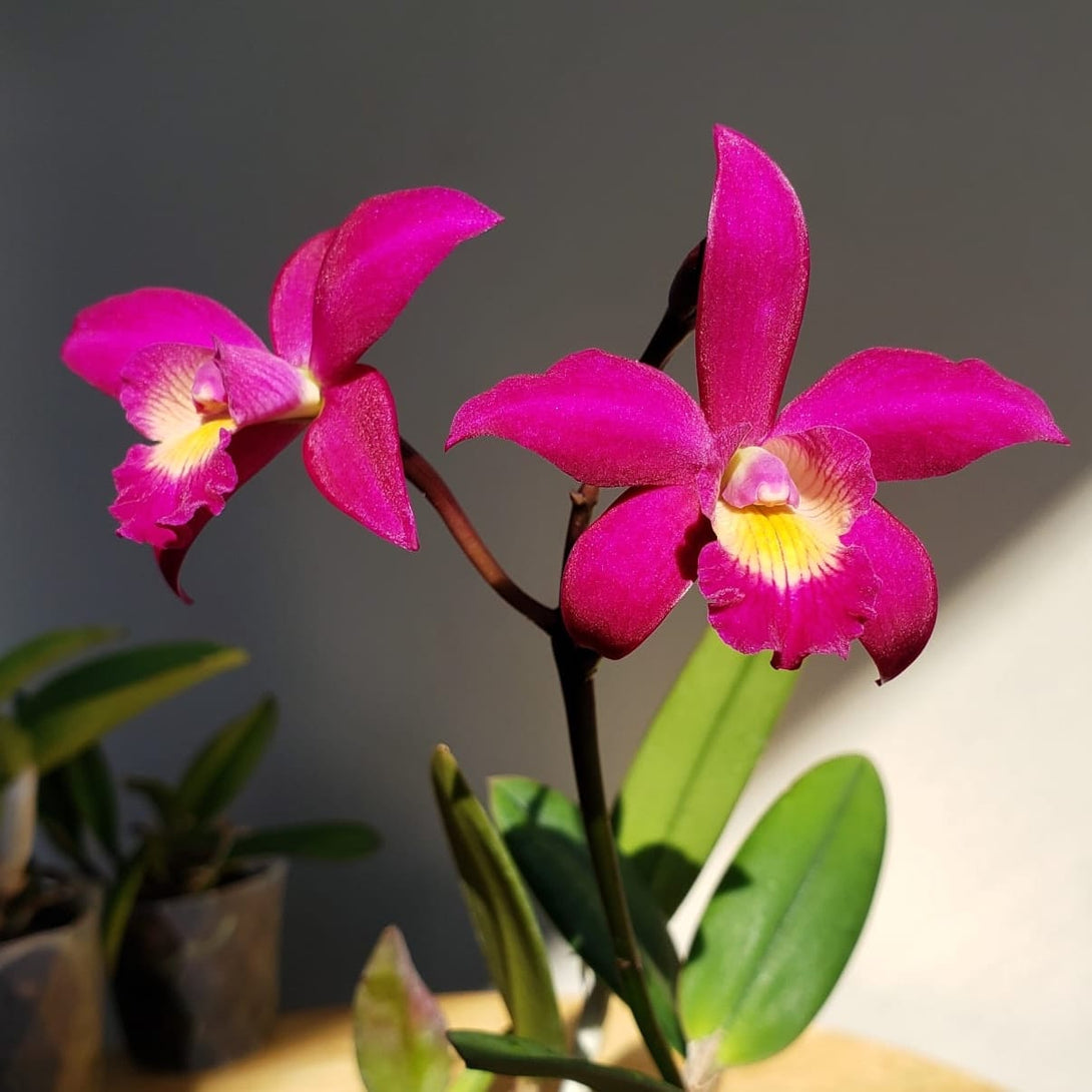 Cattleya Chian-Tzy Guiding 'Chian-Tzy Red Top'