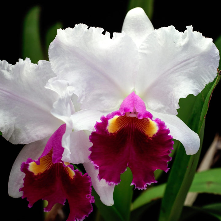 Cattleya Hausermann's Gala 'Z1164'