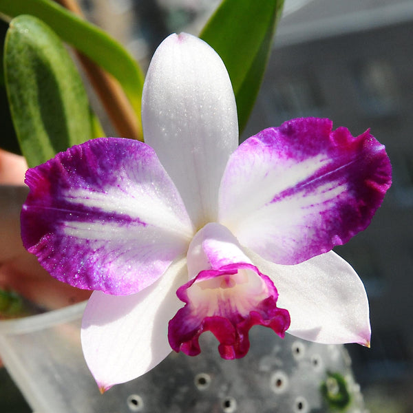 Cattleya Haw Yuan Angel 'Little Beautiful'