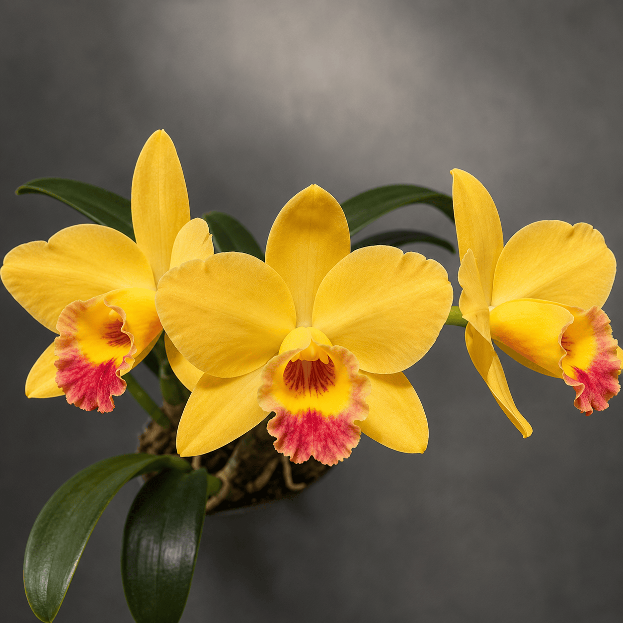 Cattleya Itsy Bitsy 'Yellow Pearl'