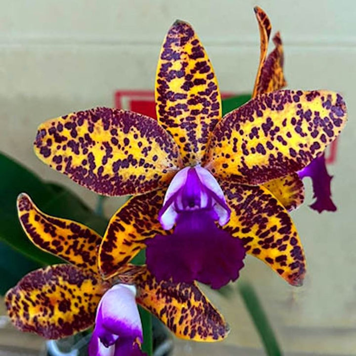 Cattleya Leopard Lou 'Satay'