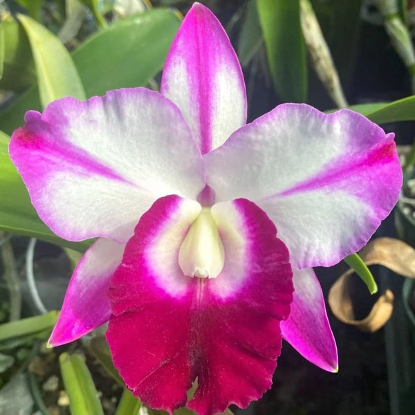 Cattleya Memoria Robert Strait 'Islander Delights'