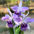 Cattleya Mishima Elf 'Blue Ocean'