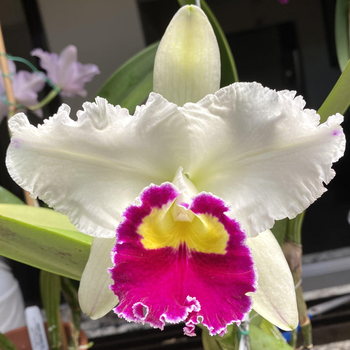 Cattleya Orglade's Grand