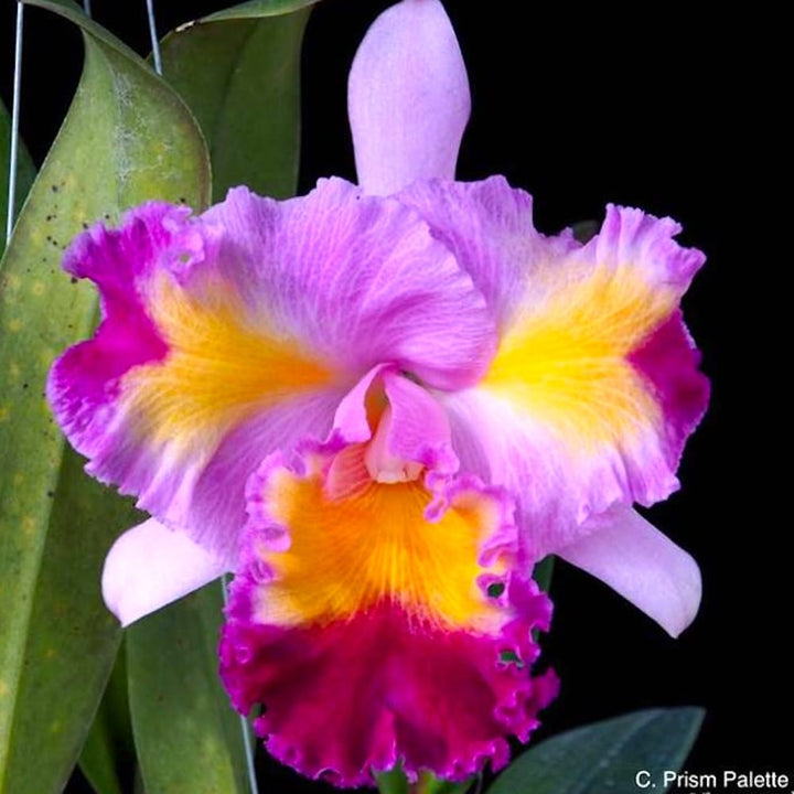 Cattleya Prism Palette 'Mischief' AM/AOS