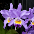 Cattleya Valentine 'Billy's Blue' HCC/AOS parfumata