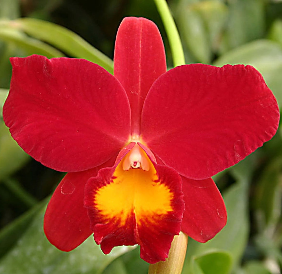 Cattleya Wendy's Valentine