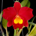 Cattleya Wendy's Valentine
