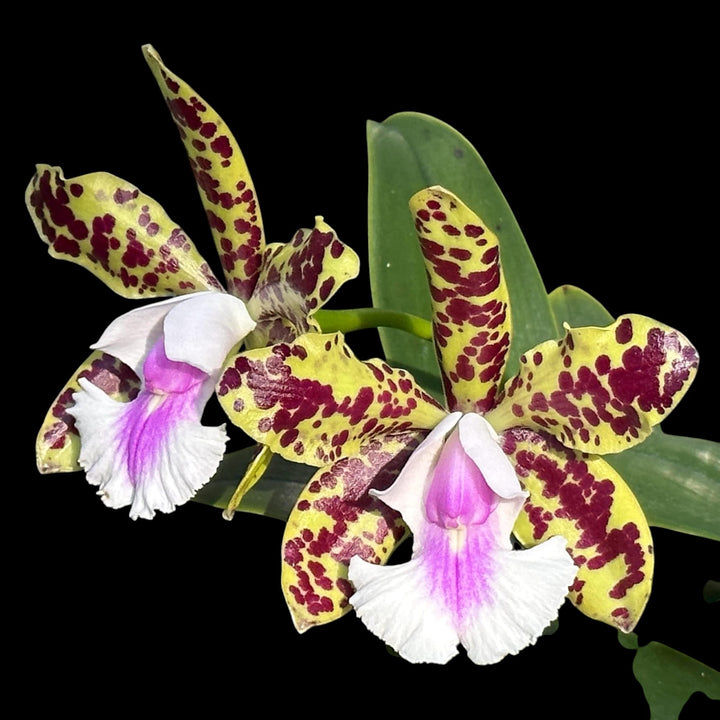 Cattleya YNS Green Leopard 'Jade Dragon'