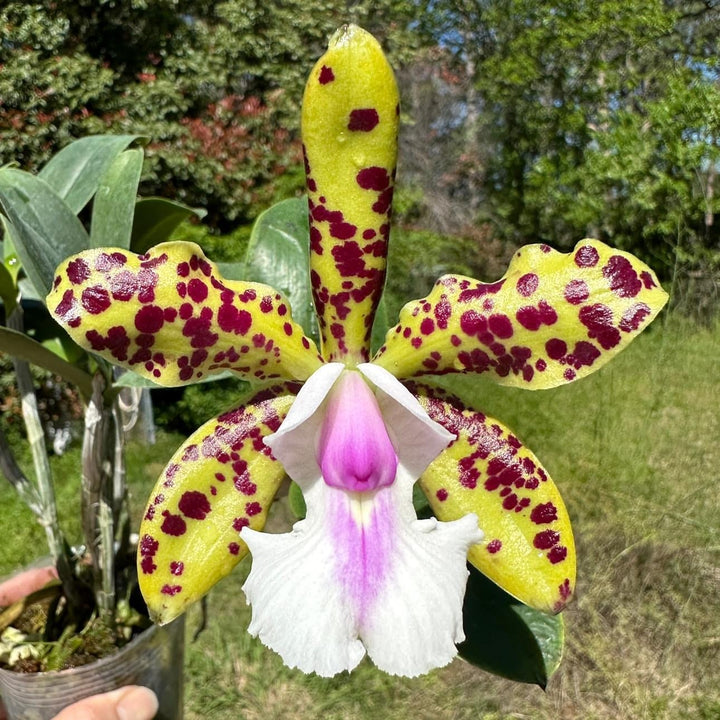 Cattleya YNS Green Leopard 'Jade Dragon'