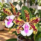 Cattleya YNS Green Leopard 'Caterpillar'