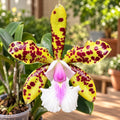 Cattleya YNS Green Leopard 'Caterpillar'
