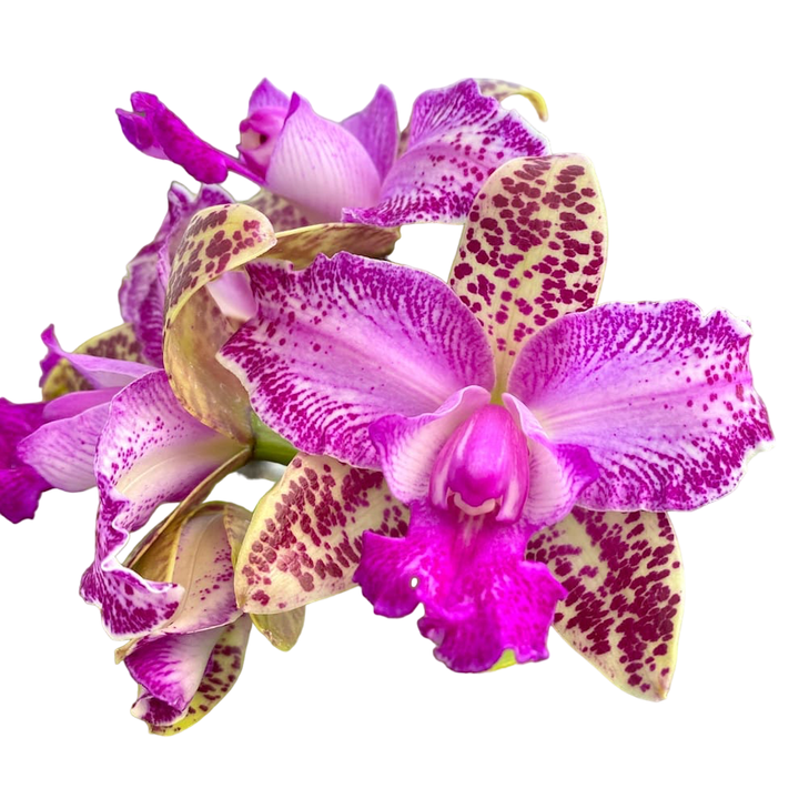 Cattleya Yuan Dung Sweet 'Dragon Fruit'