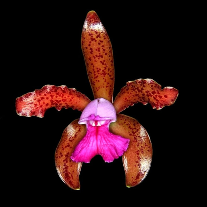 Cattleya leopoldii