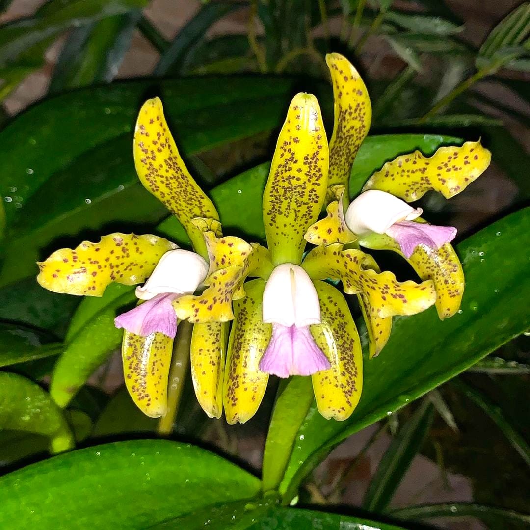Cattleya guttata var. coerulea