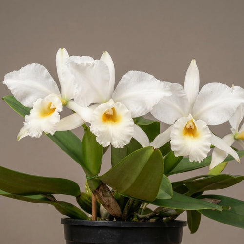 Cattleya labiata var. alba - fragrant