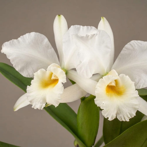 Cattleya labiata var. alba - fragrant