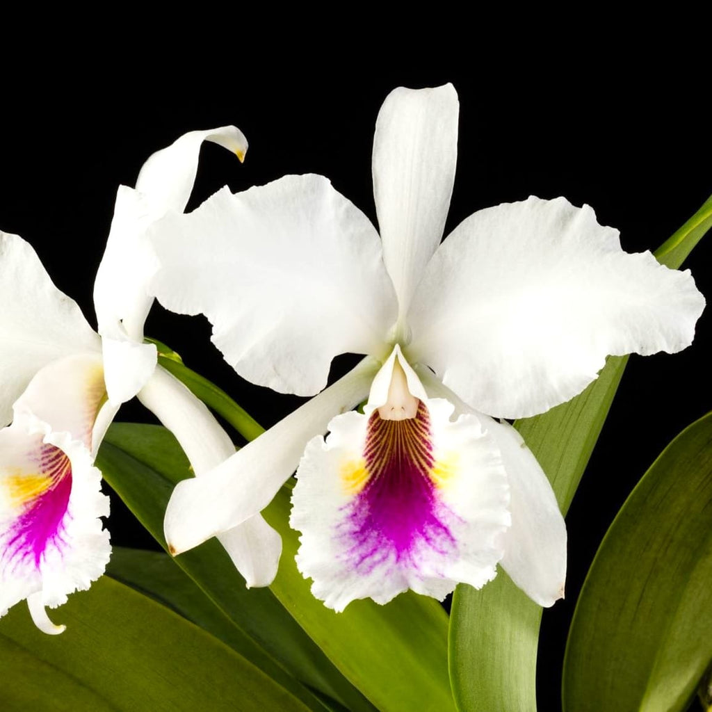 Cattleya labiata var. semi-alba