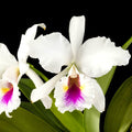 Cattleya labiata var. semi-alba