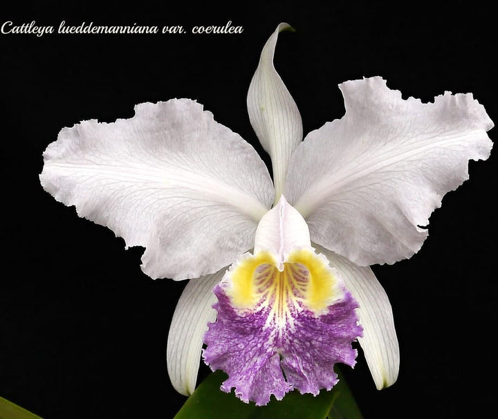 Cattleya lueddemanniana var. coerulea