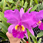 Cattleya lueddemanniana var. rubra
