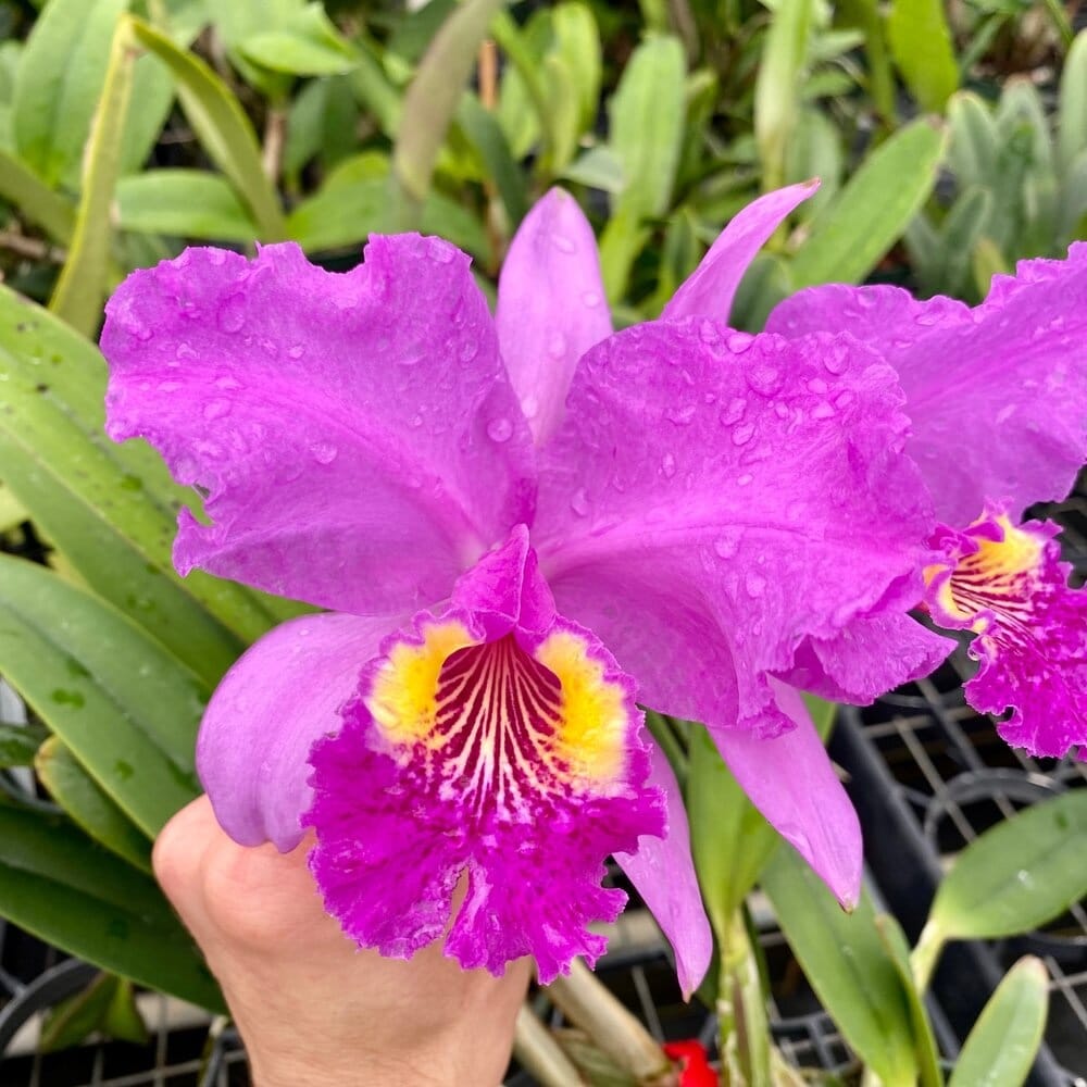 Cattleya lueddemanniana var. rubra