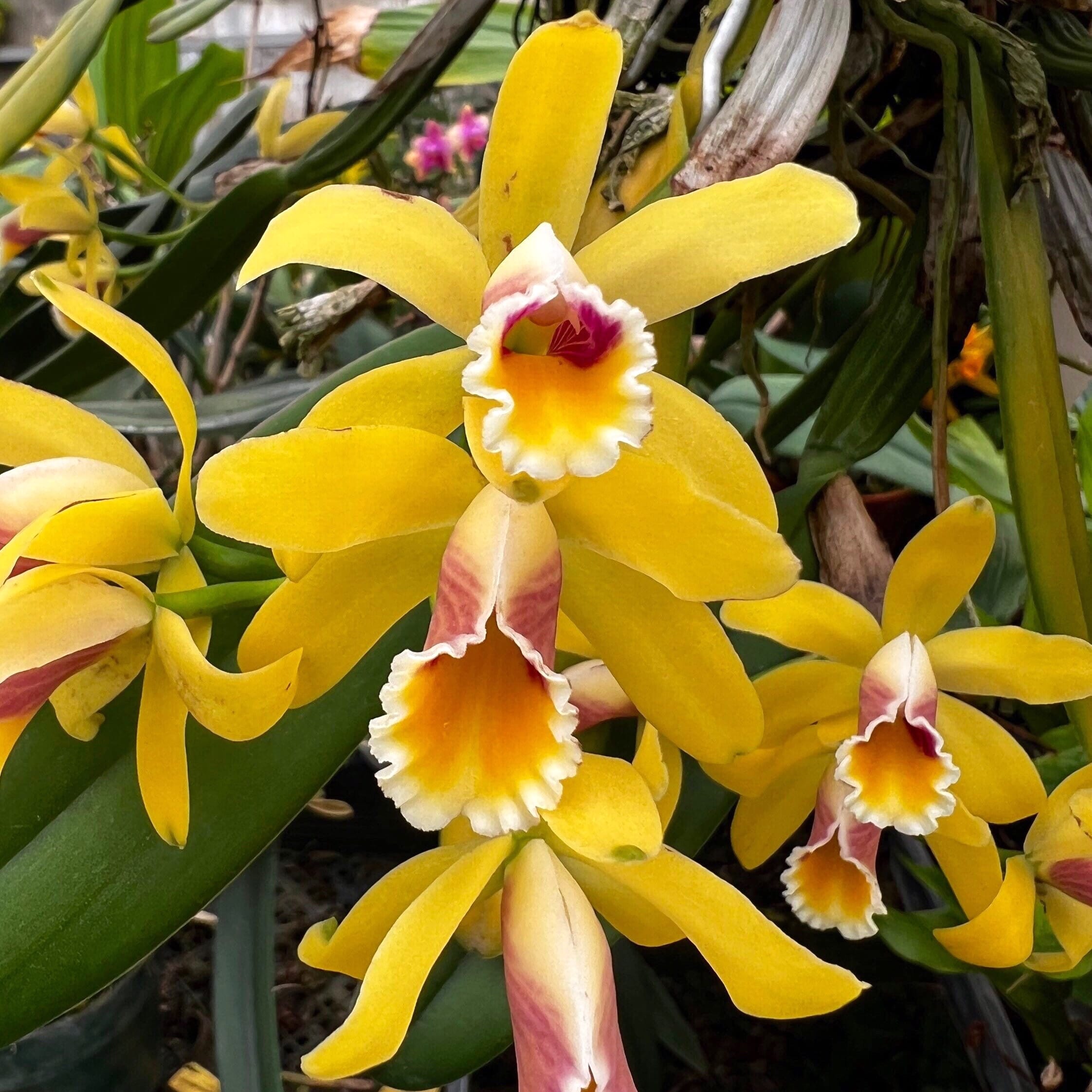 Cattleya luteola