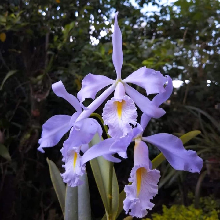 Cattleya maxima var. coerulea