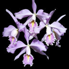 Cattleya maxima var. coerulea