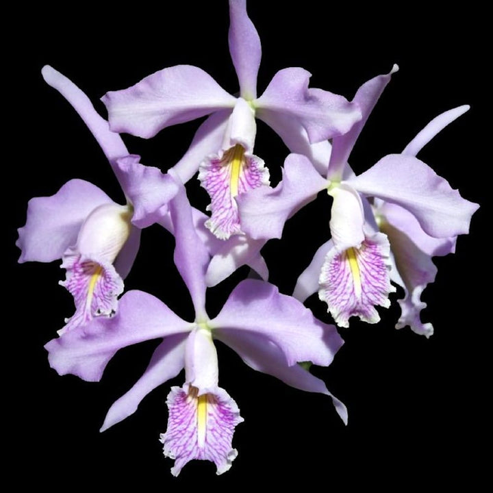 Cattleya maxima var. coerulea