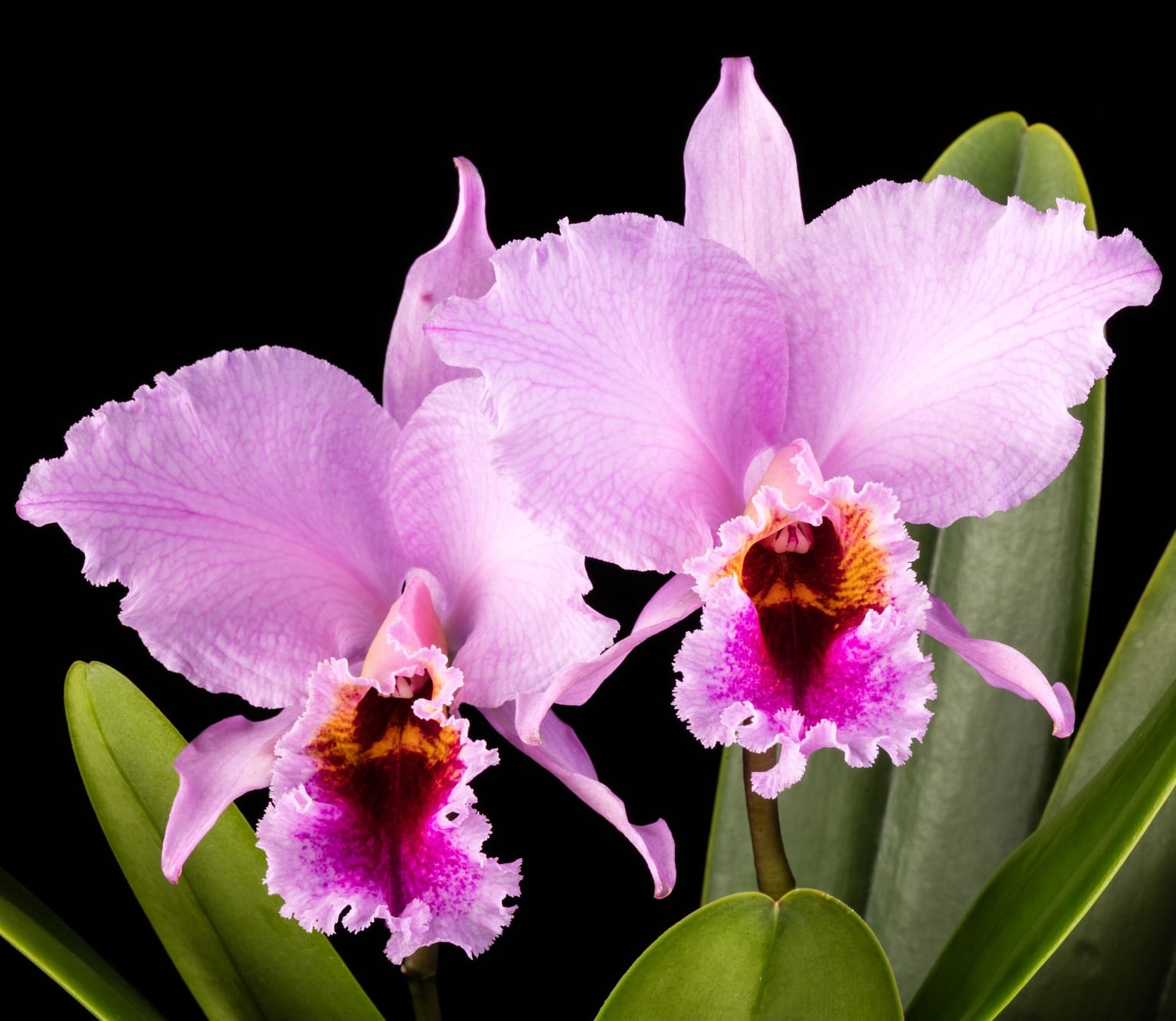 Cattleya percivaliana parfumée