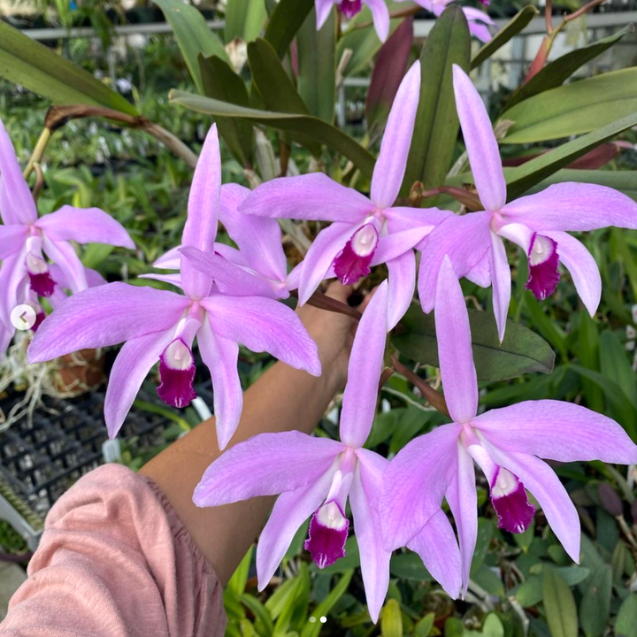 Cattleya perrinii