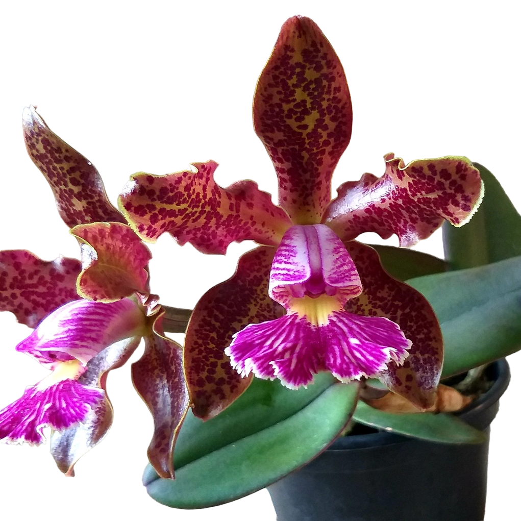 Cattleya schilleriana