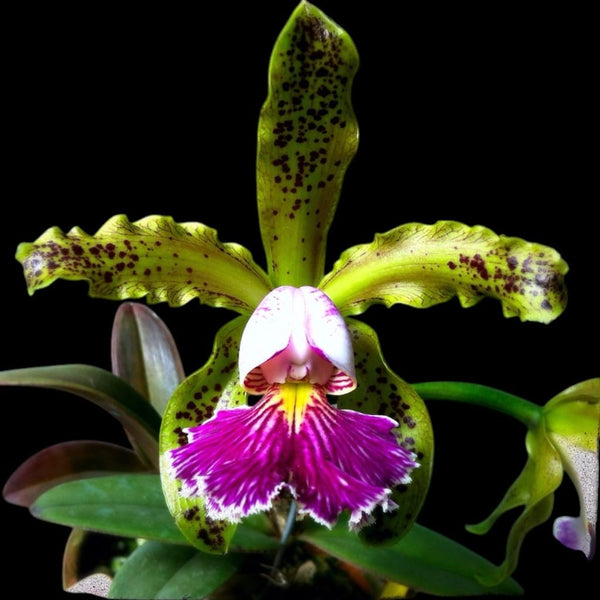 Cattleya schilleriana var. semi-alba