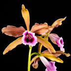 Cattleya tenebrosa 'YD Black Eye'