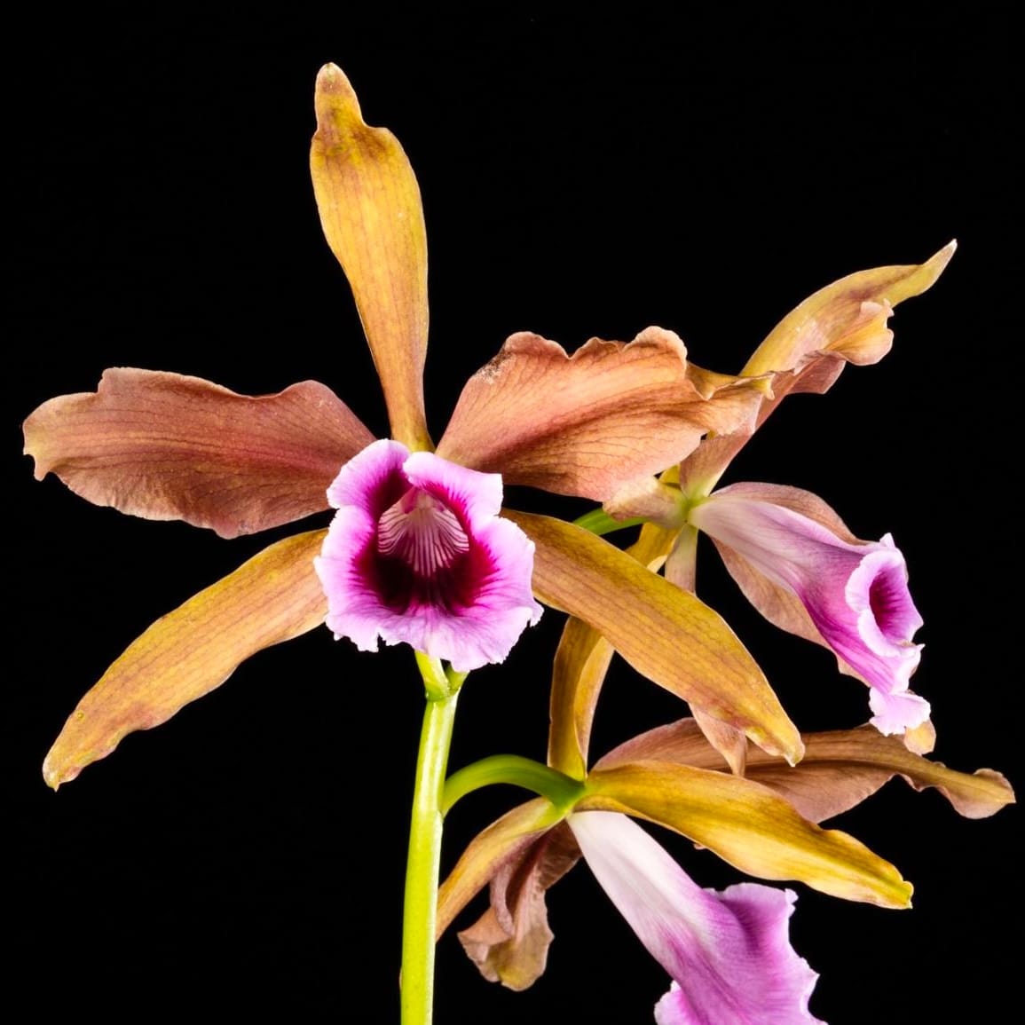 Cattleya tenebrosa 'YD Black Eye'