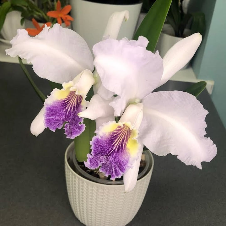 Cattleya lueddemanniana var. coerulea