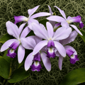 Cattleya violacea var. coerulea 'XWJ'