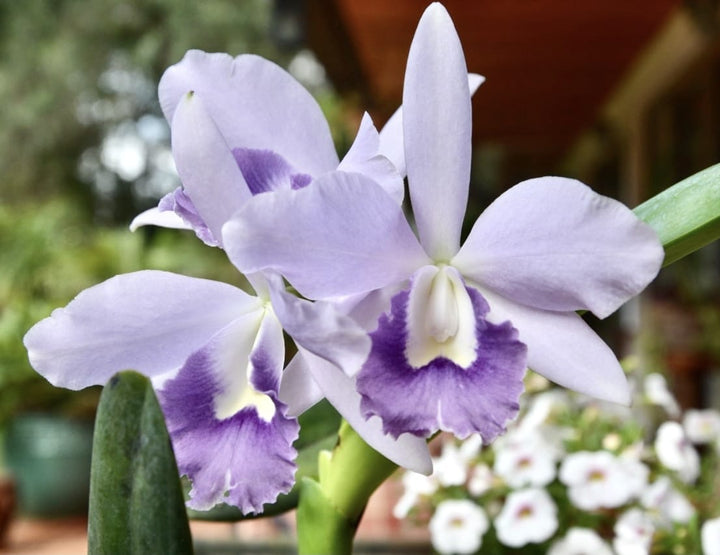 Cattlianthe Blue Angel 'Glove'